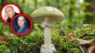 Łódź. 41-latek zjadł muchomora. Konieczny był przeszczep wątroby